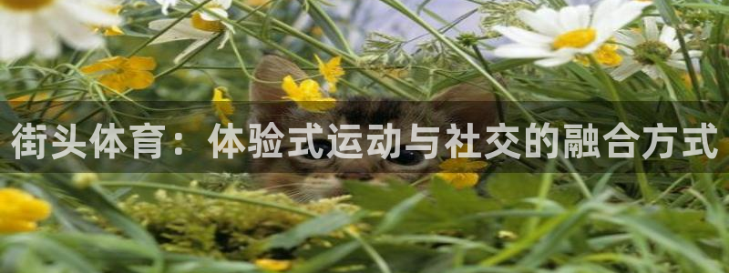 意昂体育3平台是正规平台吗安全吗